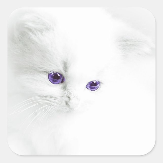 Soft White Kitten with Purple Eyes Square Sticker (Front)