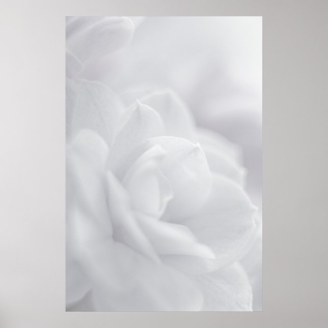 Soft white petals ... poster (Front)