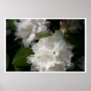 Soft White Rhododendrons Poster