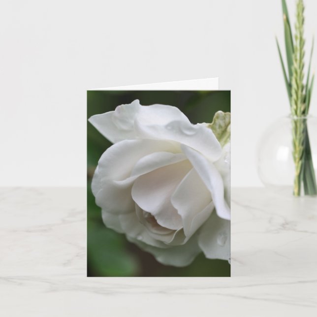 Soft White Rose Flower Photography  Note Card (Front)