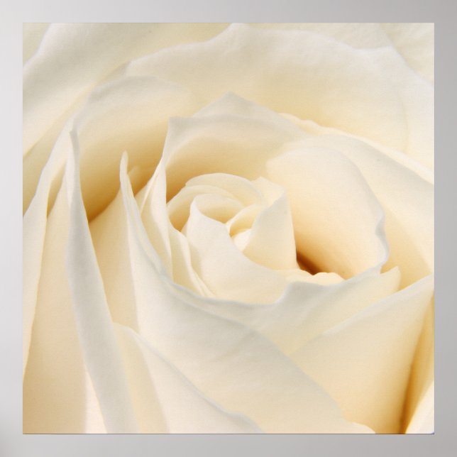 Soft White Rose Poster (Front)