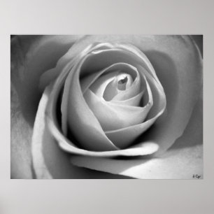 Soft White, S Cyr Poster