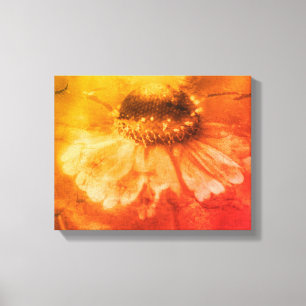 Soft Zinnia Daisy Flower In Sepia Vintage Canvas Print