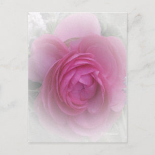 Softly Pink Postcard