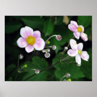 Softly Poster