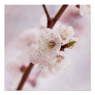 Softness Of Spring Poster