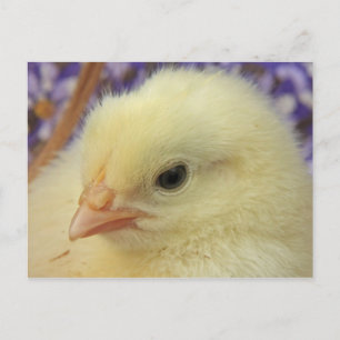 Softness Postcard