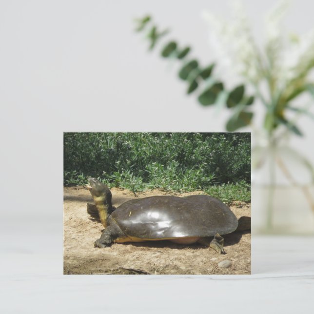 Softshell Turtle Postcard (Standing Front)