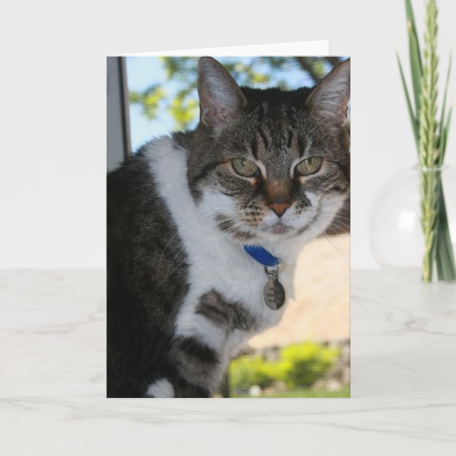 Softy Blank Greeting Card (Front)