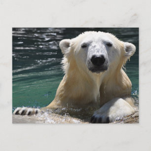 Soggy Polar Bear Postcard