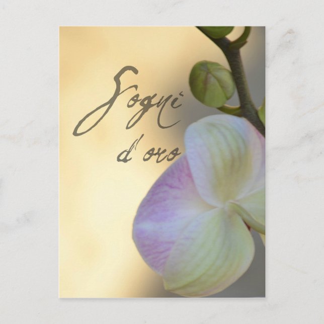 Sogni D'oro (sweet dreams) Orchid Postcard (Front)