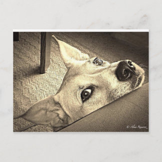 Sokka Davis Postcard