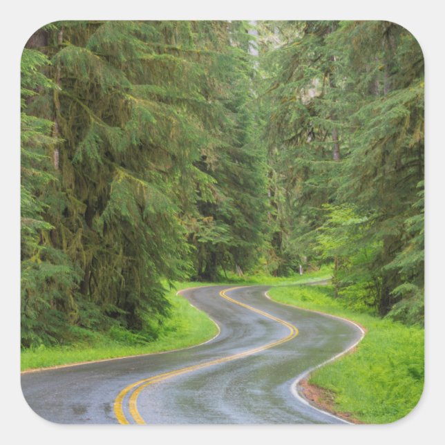 Sol Duc River Road through forest Square Sticker (Front)