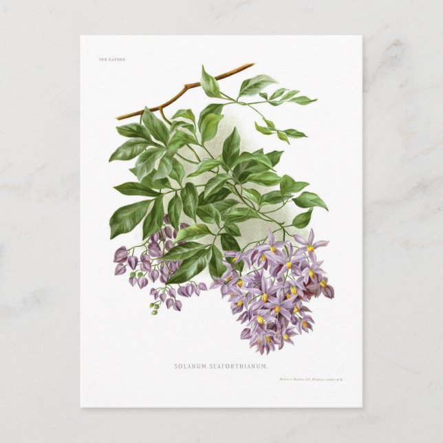 Solanum seaforthianum postcard (Front)