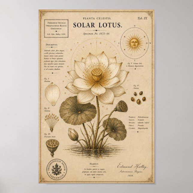Solar Lotus Victorian Botanical Museum Print (Front)