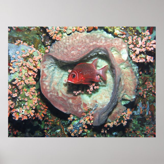 Soldfierfish in a Heart Poster (Front)