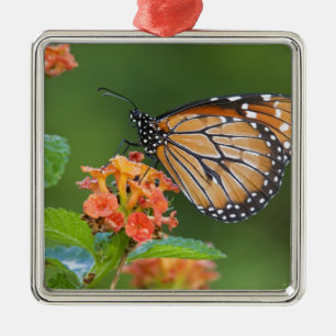 Soldier (Danaus eresimus) butterfly feeding Metal Tree Decoration