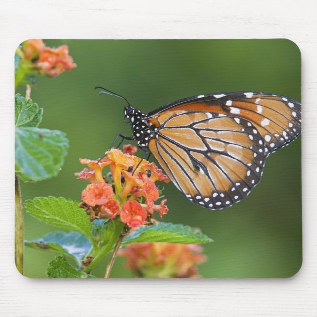 Soldier (Danaus eresimus) butterfly feeding Mouse Mat (Front)
