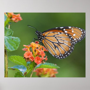 Soldier (Danaus eresimus) butterfly feeding on Poster
