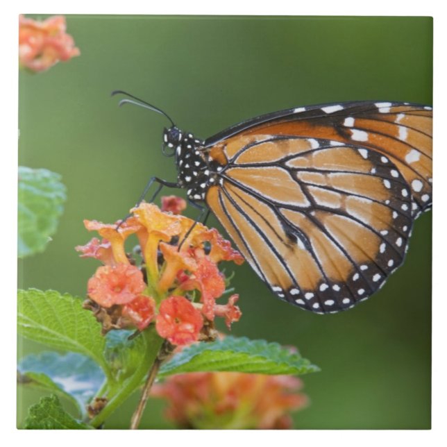 Soldier (Danaus eresimus) butterfly feeding Tile (Front)