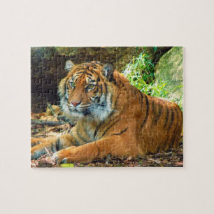 Solemn Tiger Puzzle