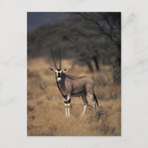 Solitary Antelope Postcard