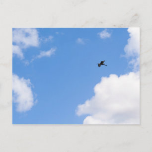 Solitary Bird Soaring Through Bright Blue Sky with Postcard