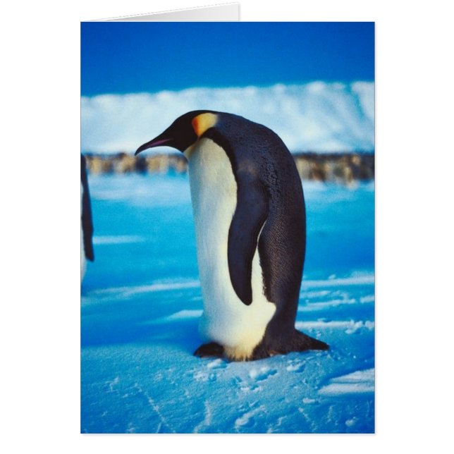 Solitary Penguin (Front)