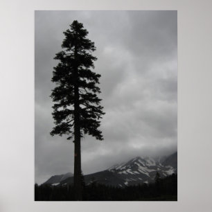 Solitary Pine - Poster