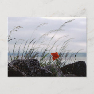 Solitary poppy, Lindisfarne, England - Postcard