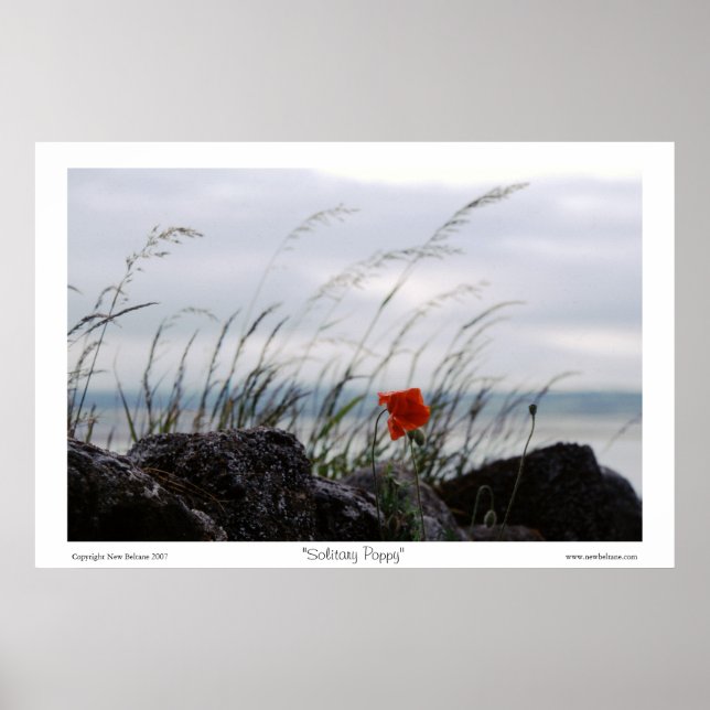 Solitary Poppy Poster (Front)