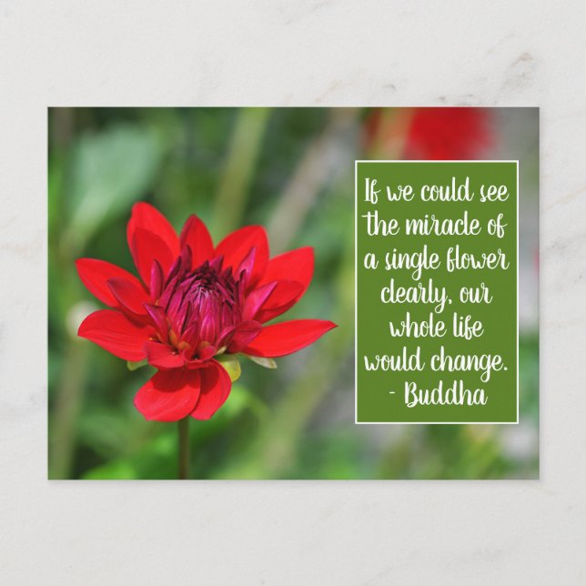 Solitary Red Dahlia Flower Wisley Motivational Postcard (Front)