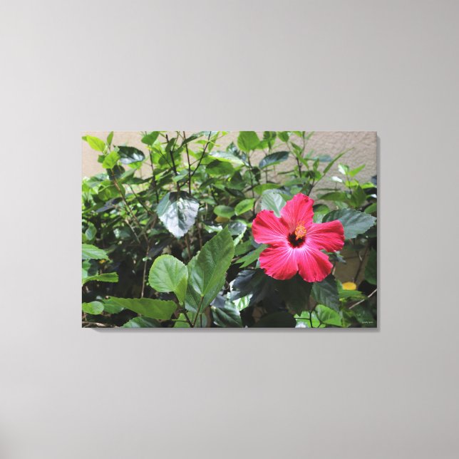Solitary Red Hibiscus Print (Front)