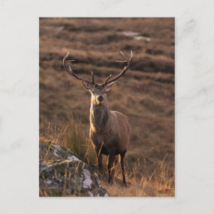Solitary Red Stag  Postcard
