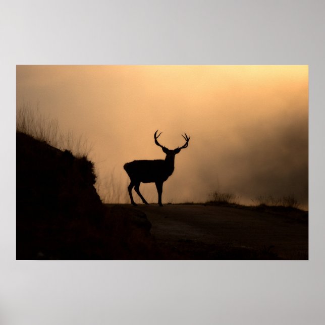 Solitary Red Stag Poster/Print Poster (Front)