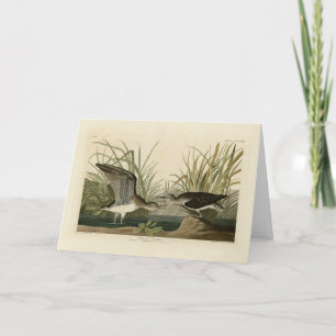 Solitary Sandpiper from Audubon's Birds of America Card
