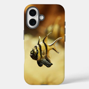 Solitary Stripy Angelfish Underwater iPhone 16 Case