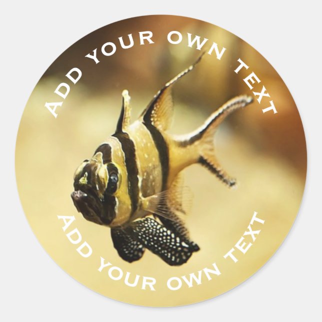Solitary Stripy Angelfish Underwater Custom Text Classic Round Sticker (Front)