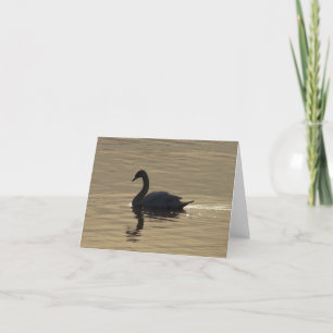 Solitary Swan Card
