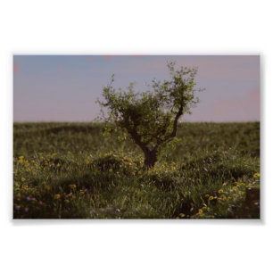 Solitary Tree Photo Print
