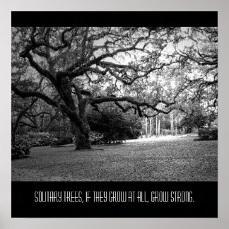 Solitary Tree Poster