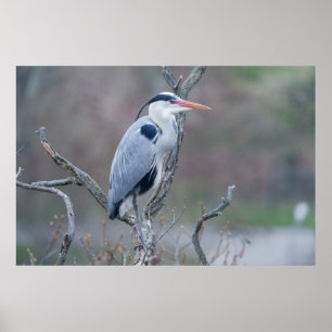 Solitary Watcher Grey Heron Poster