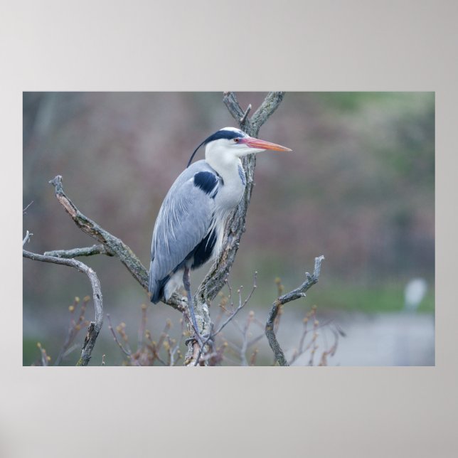 Solitary Watcher Grey Heron Poster (Front)