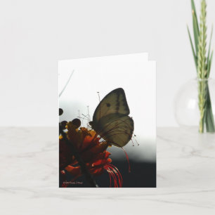 SOLITUDE 5 CARD