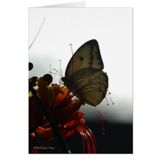 SOLITUDE 5 CARD
