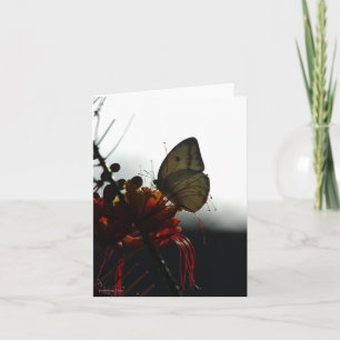 SOLITUDE 5a Card