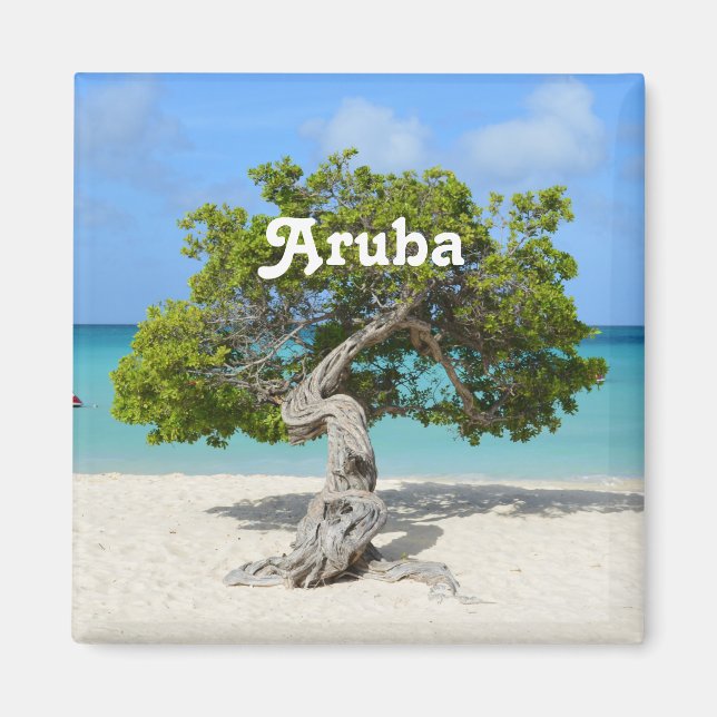 Solo Divi Divi Tree in Aruba Magnet (Front)
