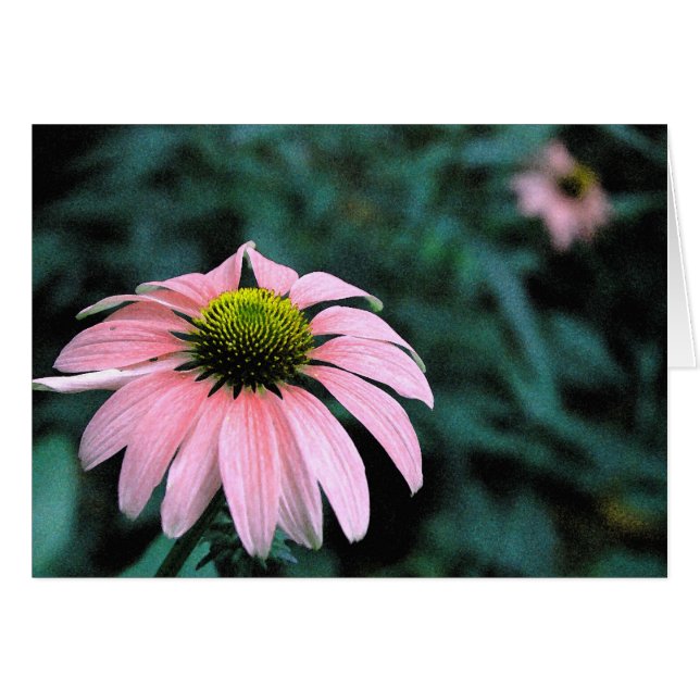 Solo Echinacea (Front Horizontal)