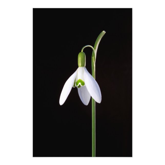 Solo Perfection Photo Print (Front)