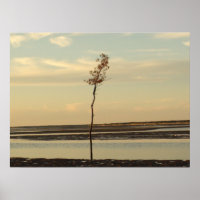 Solo Tree on Cape Cod Beach Picture